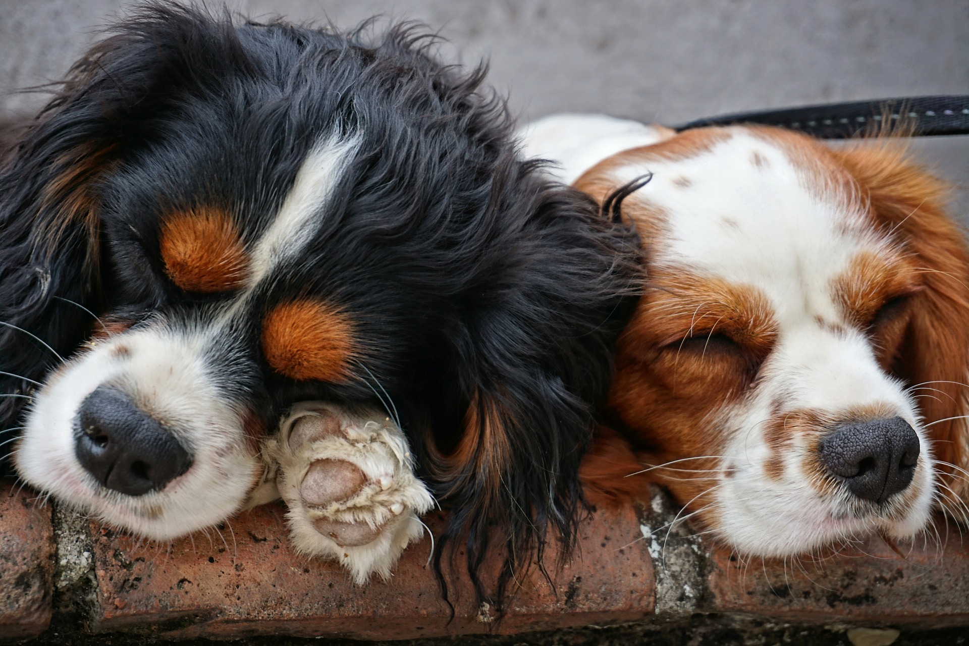 犬 イギリス王室で飼われていた キャバリア キング チャールズ スパニエル くまぶろぐっ 犬 イギリス王室で飼われていた キャバリア キング チャールズ スパニエル くまぶろぐっ