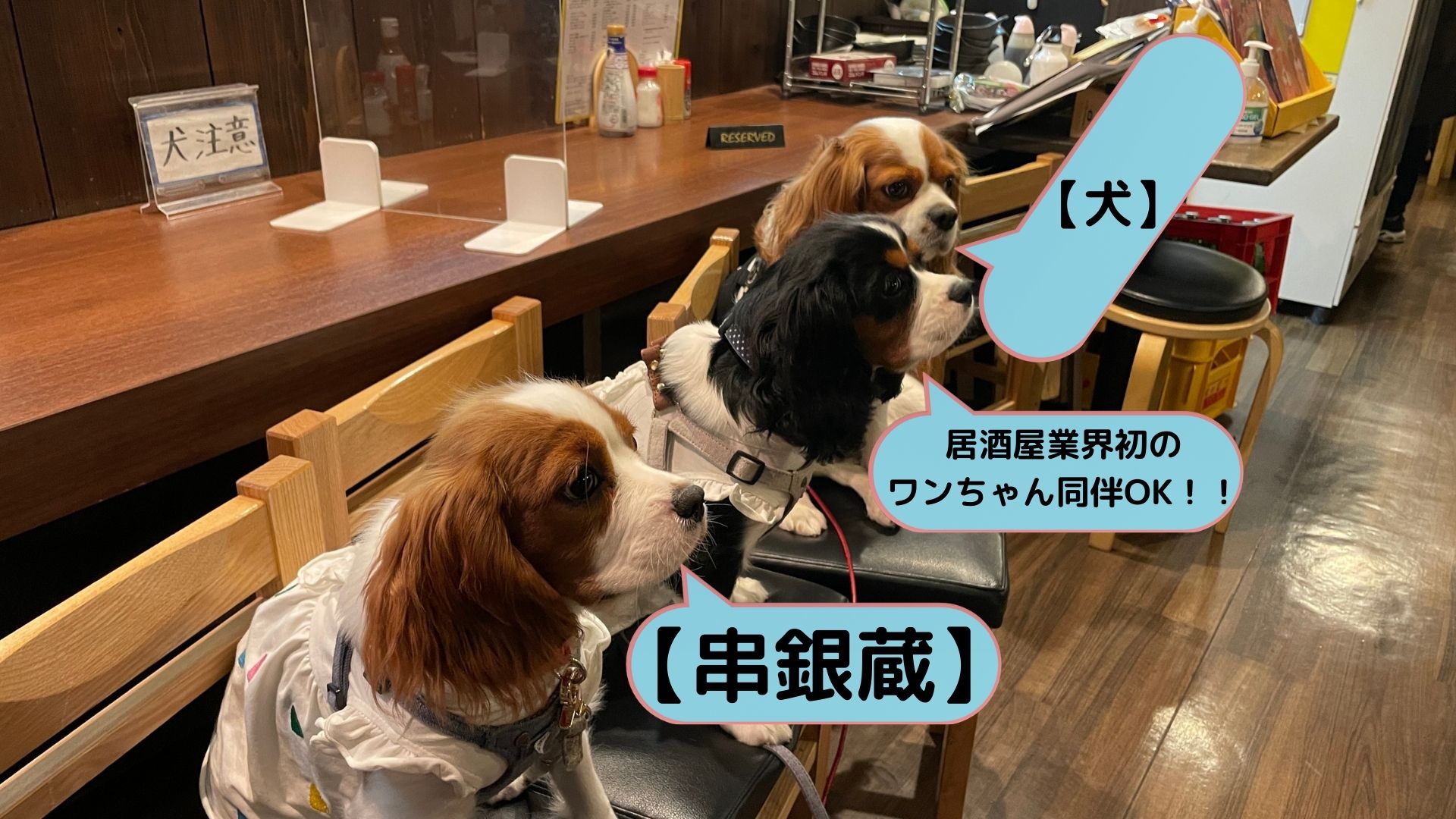 犬丸芝居小屋 自棄酒金魚掬い Amazon.co.jp: 自棄酒金魚掬い(CD+DVD): ミュージック